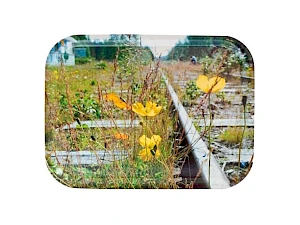 Kotimainen tarjotin omalla kuvalla Kotimainen tarjotin omalla kuvalla